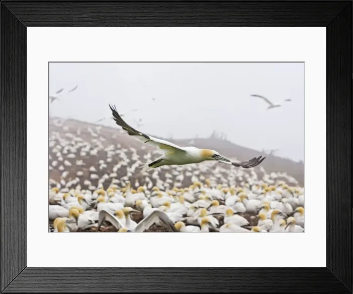 Framed Print : Northern Gannet Bonaventure Island, Quebec Framed Print : Northern Gannet Bonaventure Island, Quebec