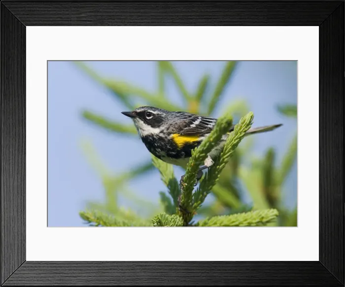Framed Print : Yellow-rumped Warbler Framed Print : Yellow-rumped Warbler