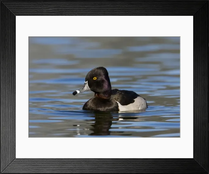 Framed Print : Ring-necked Duck Framed Print : Ring-necked Duck