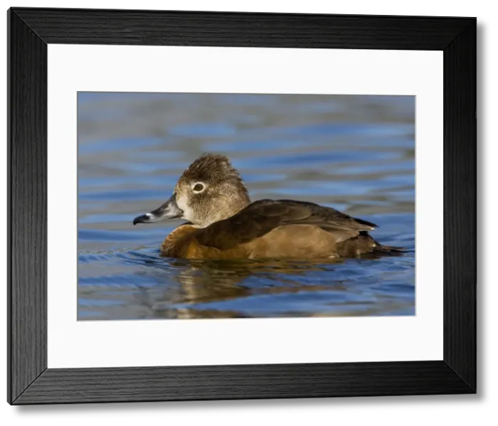 Framed Print : Ring-necked Duck Framed Print : Ring-necked Duck