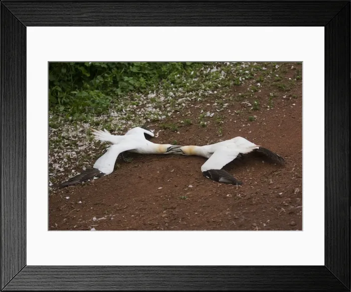 Framed Print : Northern Gannet Bonaventure Island, Quebec Framed Print : Northern Gannet Bonaventure Island, Quebec