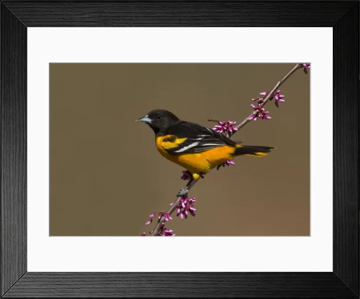 Framed Print : Baltimore Oriole Framed Print : Baltimore Oriole