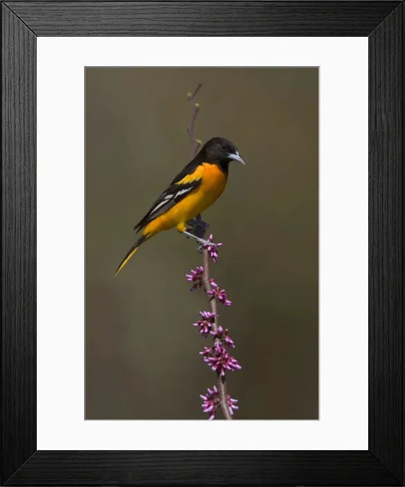 Framed Print : Baltimore Oriole Framed Print : Baltimore Oriole