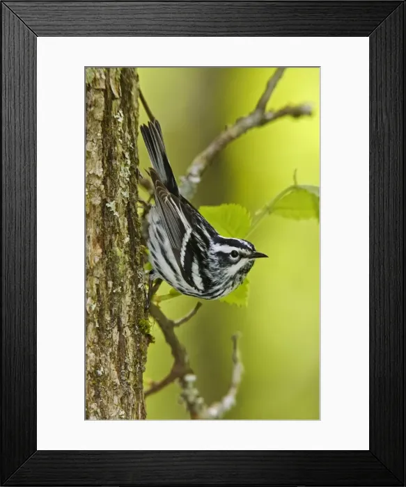 Framed Print : Black and White Warbler