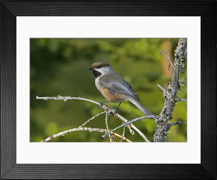 Framed Print : Boreal Chickadee Maine, USA Framed Print : Boreal Chickadee Maine, USA