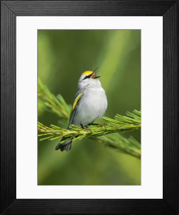 Framed Print : Brewster's Warbler - hybrid between Blue-winged Warbler, Vermivora pinus and a Golden-winged Warbler, Vermivora chrysoptera Framed Print : Brewster's Warbler - hybrid between Blue-winged Warbler, Vermivora pinus and a Golden-winged Warbler, Vermivora chrysoptera