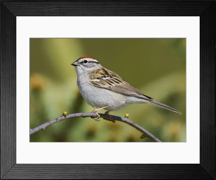 Framed Print : Chipping Sparrow Connecticut, USA Framed Print : Chipping Sparrow Connecticut, USA