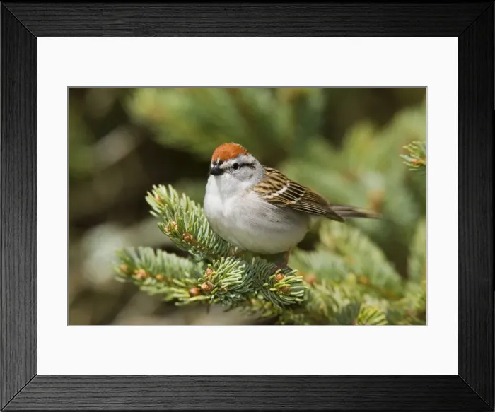 Framed Print : Chipping Sparrow Connecticut, USA Framed Print : Chipping Sparrow Connecticut, USA