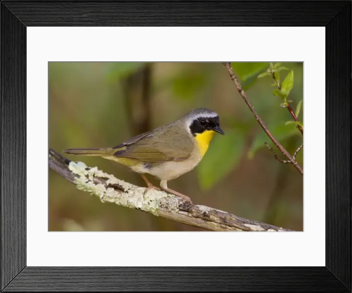 Framed Print : Common Yellowthroat Connecticut, USA Framed Print : Common Yellowthroat Connecticut, USA