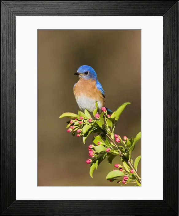 Framed Print : Eastern Bluebird Hamden, Connecticut, USA Framed Print : Eastern Bluebird Hamden, Connecticut, USA