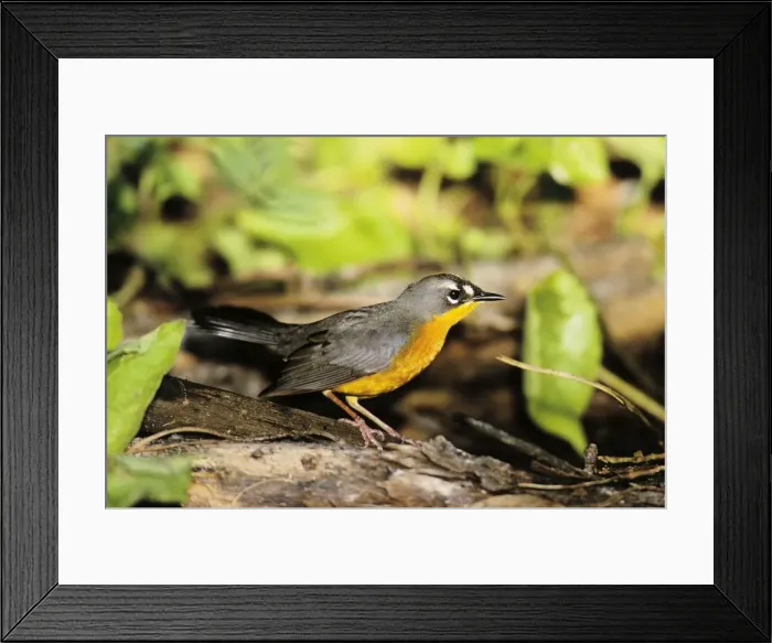 Framed Print : Fat-tailed Warbler Framed Print : Fat-tailed Warbler