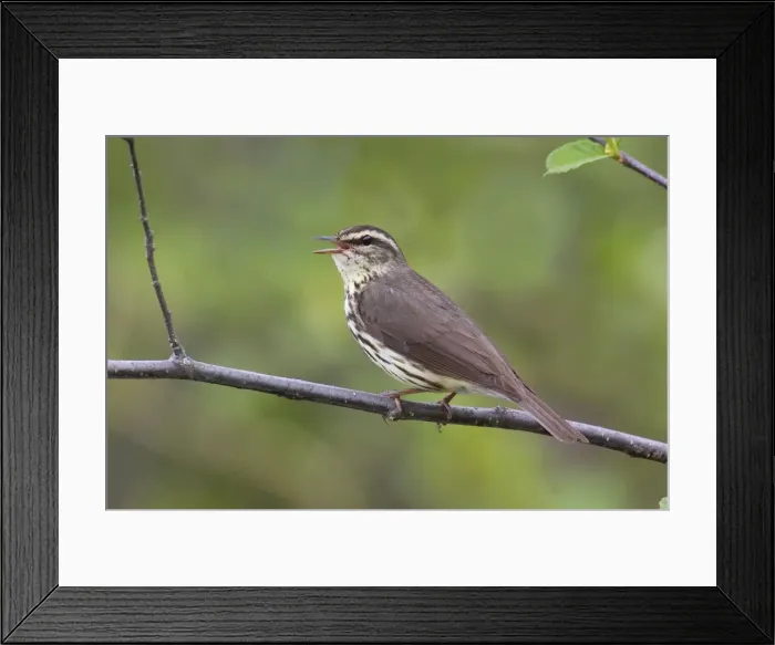 Framed Print : Northern Waterthrush Framed Print : Northern Waterthrush