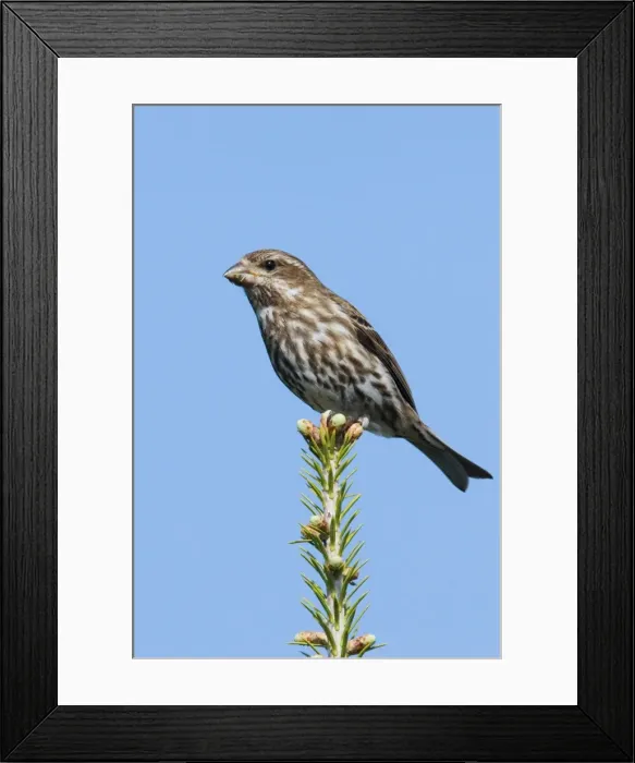 Framed Print : Purple Finch Framed Print : Purple Finch