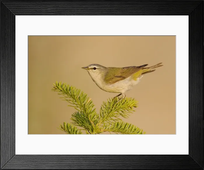 Framed Print : Tennessee Warbler Framed Print : Tennessee Warbler