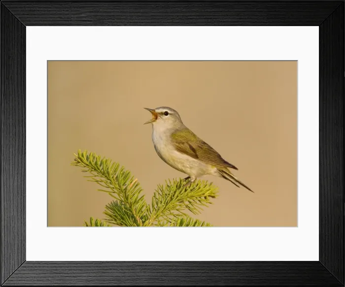 Framed Print : Tennessee Warbler Framed Print : Tennessee Warbler
