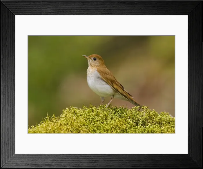 Framed Print : Veery Connecticut USA Framed Print : Veery Connecticut USA