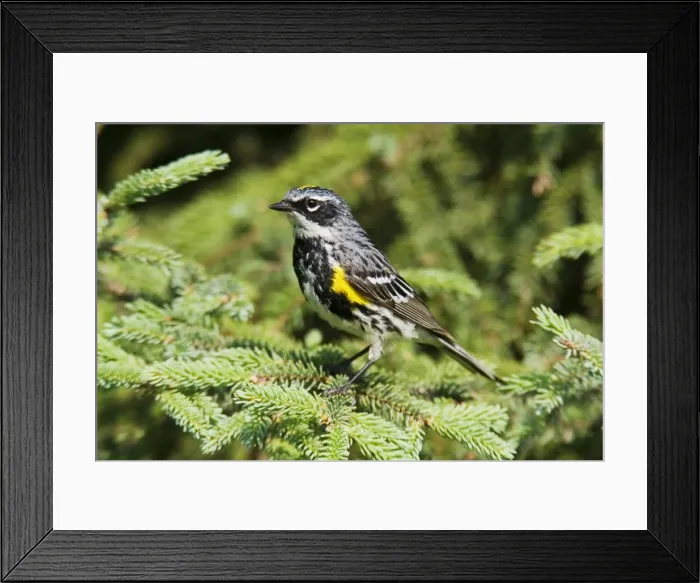 Framed Print : Yellow-rumped Warbler Framed Print : Yellow-rumped Warbler