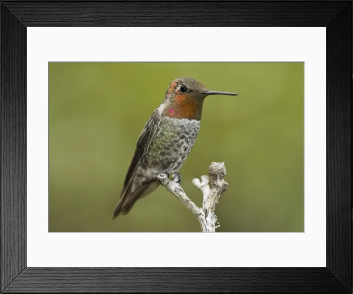 Framed Print : Anna's Hummingbird - male at Miller Canyon. Arizona in July - USA Framed Print : Anna's Hummingbird - male at Miller Canyon. Arizona in July - USA