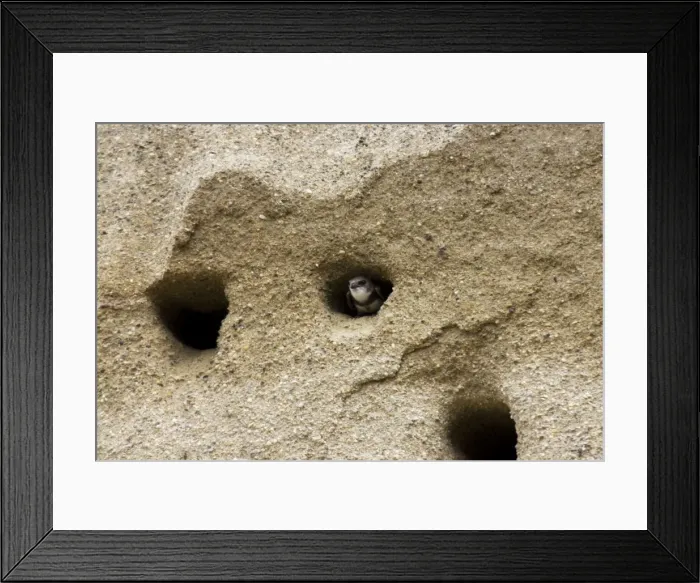 Framed Print : Bank Swallow / Sand Martin - looking out from nest hole in sand bank Framed Print : Bank Swallow / Sand Martin - looking out from nest hole in sand bank