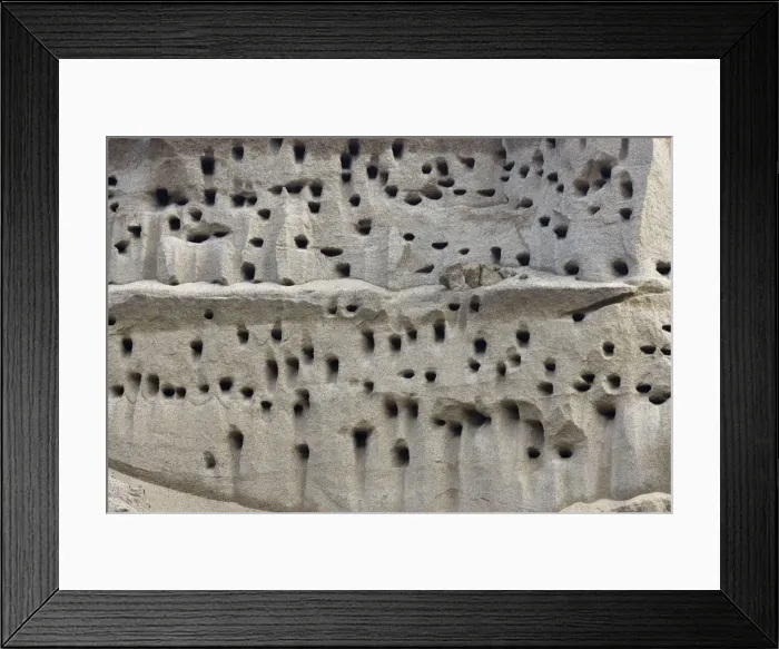 Framed Print : Bank Swallow / Sand Martin - nest holes at colony in sand bank Framed Print : Bank Swallow / Sand Martin - nest holes at colony in sand bank