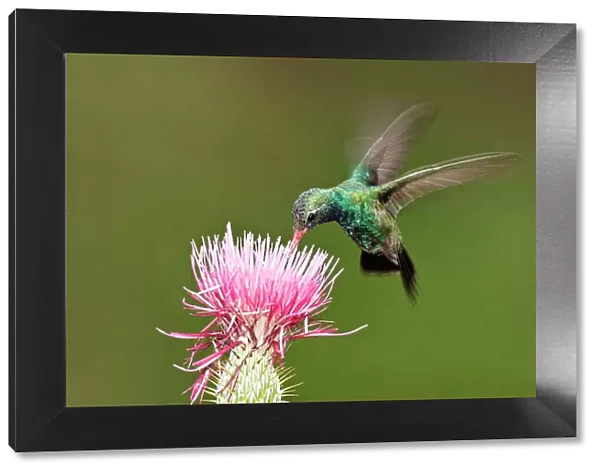 Broad-billed Hummingbird - in flight, feeding