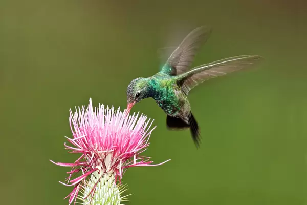 Broad-billed Hummingbird - in flight, feeding