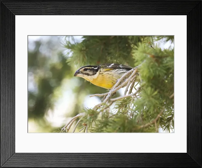Framed Print : Black-headed Grosbeak - first winter male. Southeast Arizona - July Framed Print : Black-headed Grosbeak - first winter male. Southeast Arizona - July