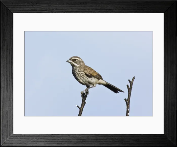 Framed Print : Black-throated Sparrow - Immature. Madera Canyon, Arizona, USA, July Framed Print : Black-throated Sparrow - Immature. Madera Canyon, Arizona, USA, July