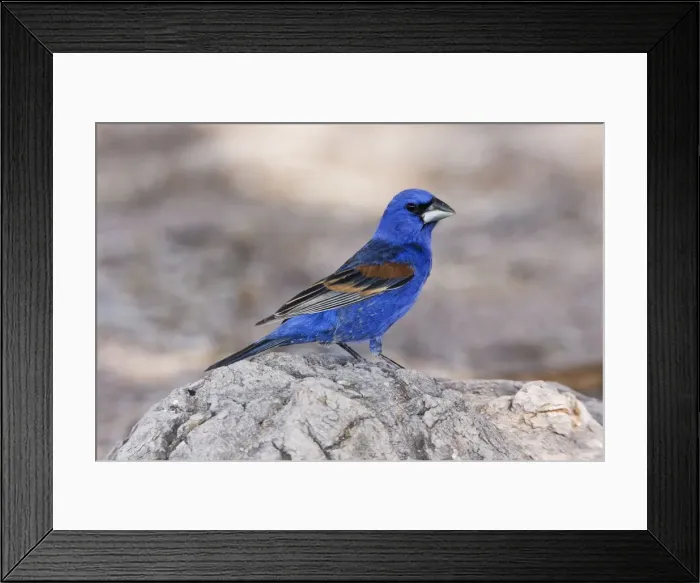 Framed Print : Blue Grosbeak - adult male, Arizona, USA, July Framed Print : Blue Grosbeak - adult male, Arizona, USA, July