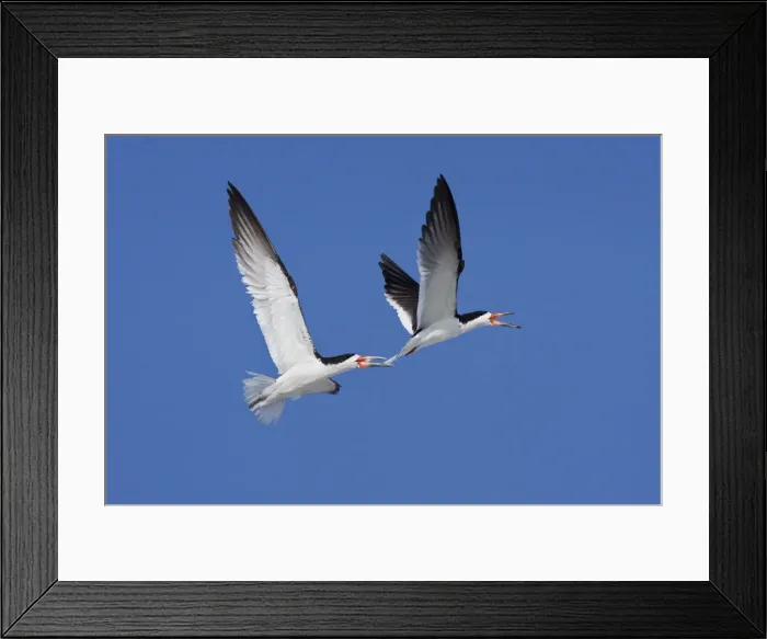 Framed Print : Black Skimmer - Males chasing each other at colony on Long Island, New York, USA, August Framed Print : Black Skimmer - Males chasing each other at colony on Long Island, New York, USA, August