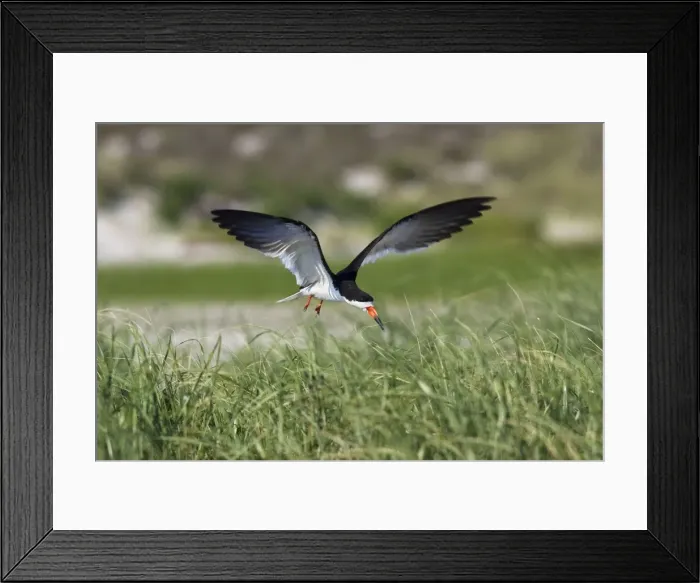 Framed Print : Black Skimmer - landing in Long Island. New York colony in August - USA Framed Print : Black Skimmer - landing in Long Island. New York colony in August - USA