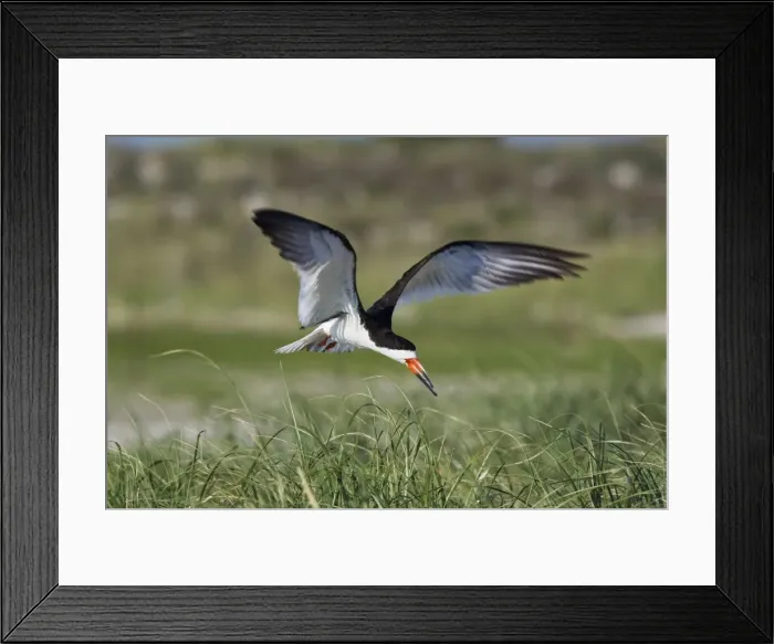 Framed Print : Black Skimmer - in flight in Long Island. New York colony in August - USA Framed Print : Black Skimmer - in flight in Long Island. New York colony in August - USA