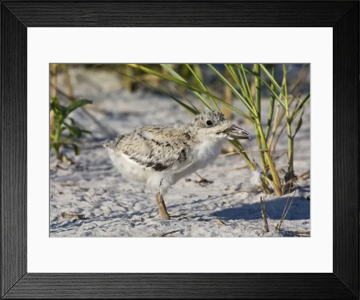 Framed Print : Black Skimmer - chick in Long Island. New York colony in August - USA