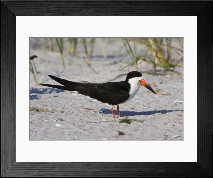 Framed Print : Black Skimmer - in Long Island. New York colony in August - USA Framed Print : Black Skimmer - in Long Island. New York colony in August - USA
