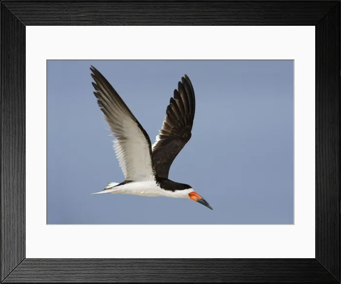 Framed Print : Black Skimmer - in flight. Long Island - New York colony in August - USA Framed Print : Black Skimmer - in flight. Long Island - New York colony in August - USA