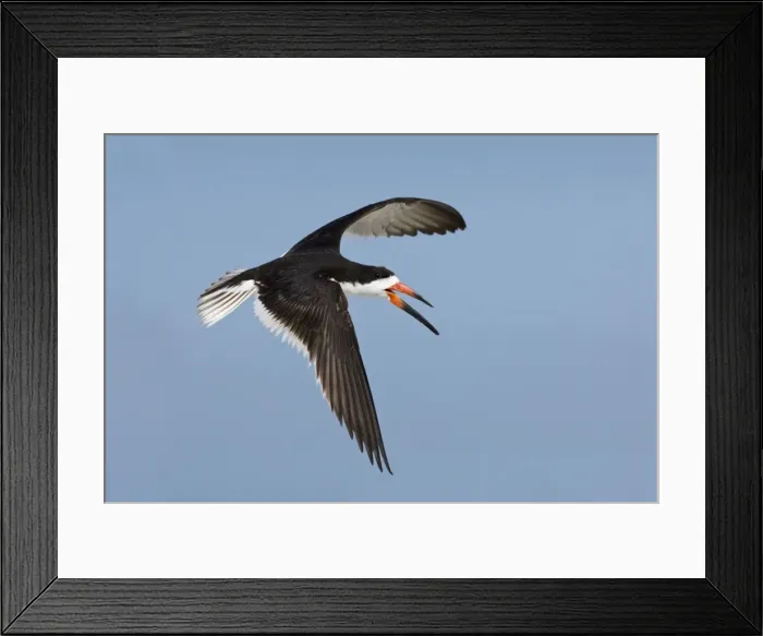 Framed Print : Black Skimmer - in flight. Long Island - New York colony in August - USA Framed Print : Black Skimmer - in flight. Long Island - New York colony in August - USA