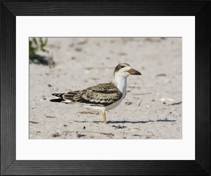 Framed Print : Black Skimmer - chick / fledgling. Long Island - New York colony in August - USA Framed Print : Black Skimmer - chick / fledgling. Long Island - New York colony in August - USA