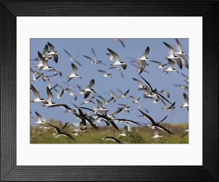 Framed Print : Black Skimmer - flock in flight. Long Island - New York colony in August - USA Framed Print : Black Skimmer - flock in flight. Long Island - New York colony in August - USA