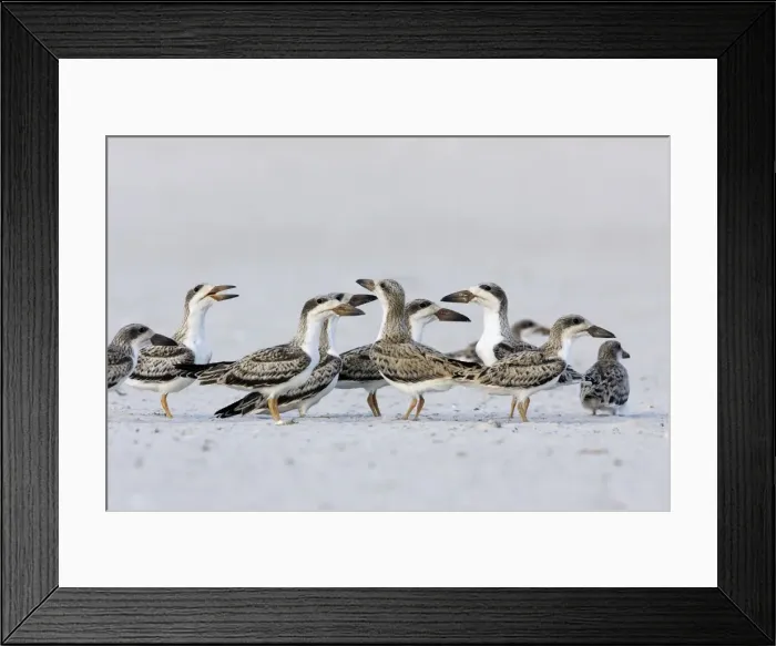 Framed Print : Black Skimmer - chicks venturing outside of Long Island NY nest colony in August. USA Framed Print : Black Skimmer - chicks venturing outside of Long Island NY nest colony in August. USA