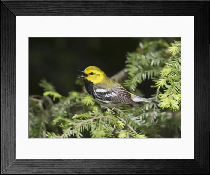 Framed Print : Black-throated Green Warbler - male in spring, CT, USA Framed Print : Black-throated Green Warbler - male in spring, CT, USA