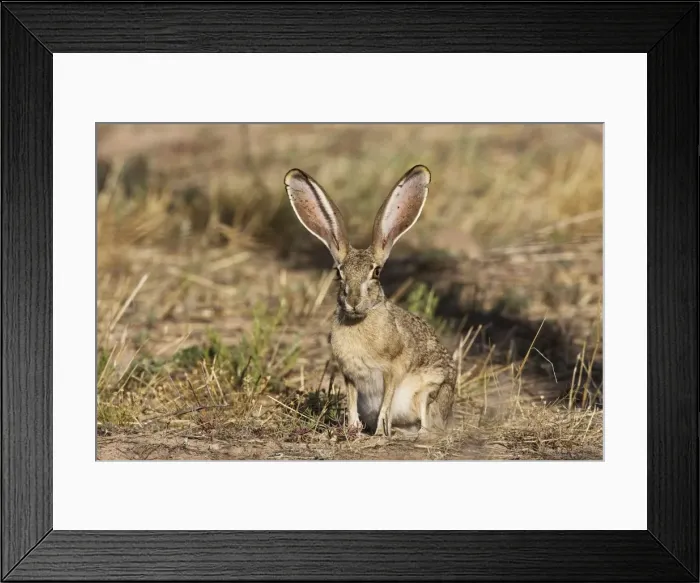 Framed Print : Black-tailed Jackrabbit. Portal Arizona in July. USA Framed Print : Black-tailed Jackrabbit. Portal Arizona in July. USA