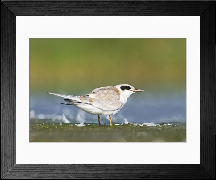 Framed Print : Common Tern - juvenile at Jamaica Bay NWR, NY in August. USA Framed Print : Common Tern - juvenile at Jamaica Bay NWR, NY in August. USA