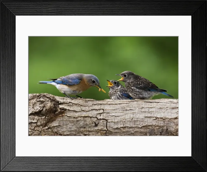 Framed Print : Eastern Bluebird - female feeding youngsters, June, Hamden, CT, USA Framed Print : Eastern Bluebird - female feeding youngsters, June, Hamden, CT, USA