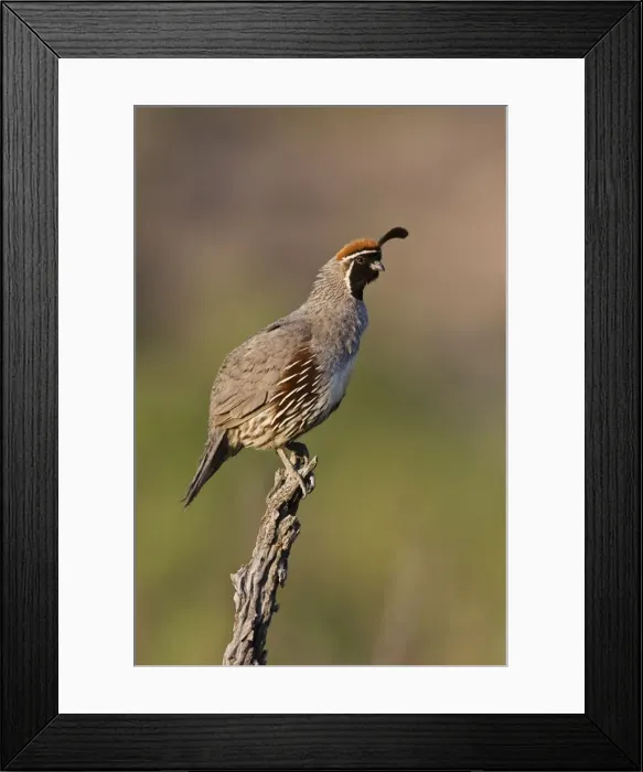 Framed Print : Gambel's Quail Framed Print : Gambel's Quail