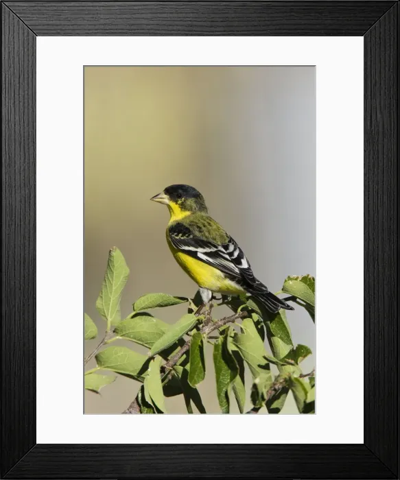 Framed Print : Lesser Goldfinch - in southeast Arizona in July. USA Framed Print : Lesser Goldfinch - in southeast Arizona in July. USA
