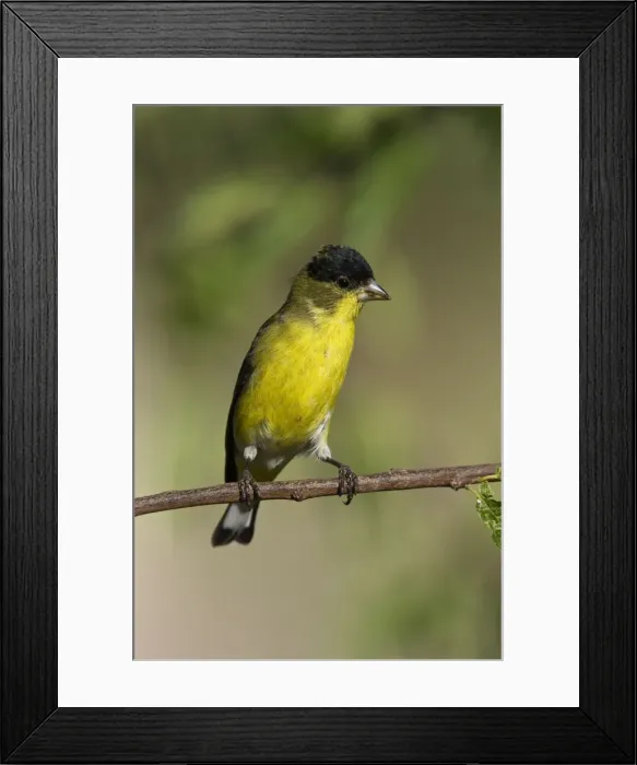Framed Print : Lesser Goldfinch - male in molt in southeast Arizona in July. USA Framed Print : Lesser Goldfinch - male in molt in southeast Arizona in July. USA
