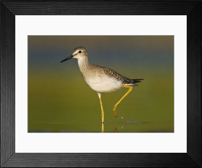 Framed Print : Lesser Yellowlegs - at Jamaica Bay Refuge in Queens NY in August. USA Framed Print : Lesser Yellowlegs - at Jamaica Bay Refuge in Queens NY in August. USA