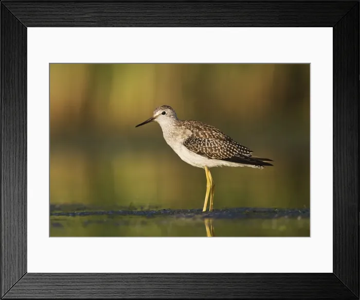 Framed Print : Lesser Yellowlegs - in August at Jamaica Bay NWR - NY - USA Framed Print : Lesser Yellowlegs - in August at Jamaica Bay NWR - NY - USA