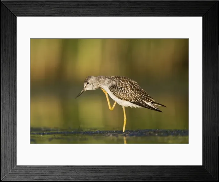 Framed Print : Lesser Yellowlegs - in August at Jamaica Bay NWR - NY - USA Framed Print : Lesser Yellowlegs - in August at Jamaica Bay NWR - NY - USA
