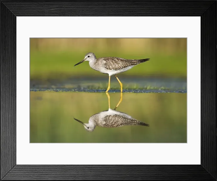 Framed Print : Lesser Yellowlegs - in August at Jamaica Bay NWR - NY - USA